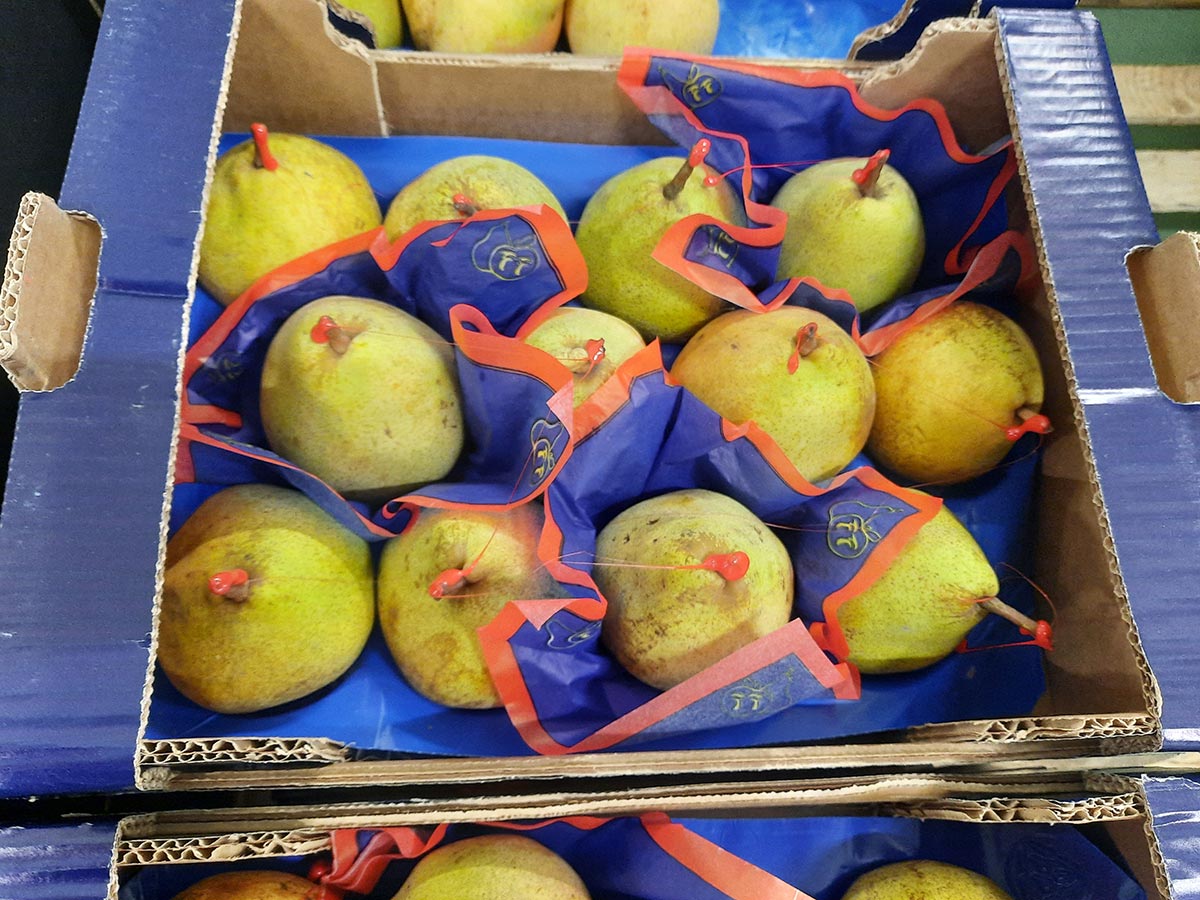 Pere Decana del Comizio, origine Italia Cal. 12 - 3,50 euro/chilo